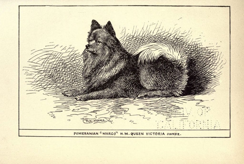 Royal agricultural hall dog